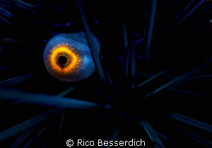 "the eye of the urchin". No, that's not the eye of the Di... by Rico Besserdich 